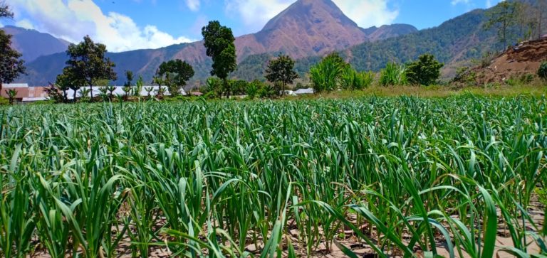 Geliat Bawang Putih semakin Bersemi Pasca Gempa Bumi di Sembalun
