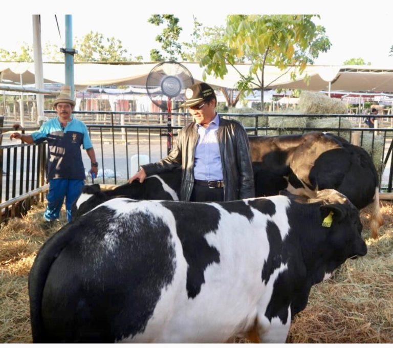Berkat Upsus Siwab, Kelahiran Pedet Hasil Inseminasi Buatan (IB) Tinggi