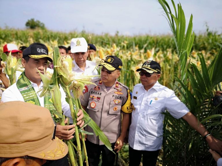 Kementan Fokus Peremajaan Sawit dan Jagung di Sulbar