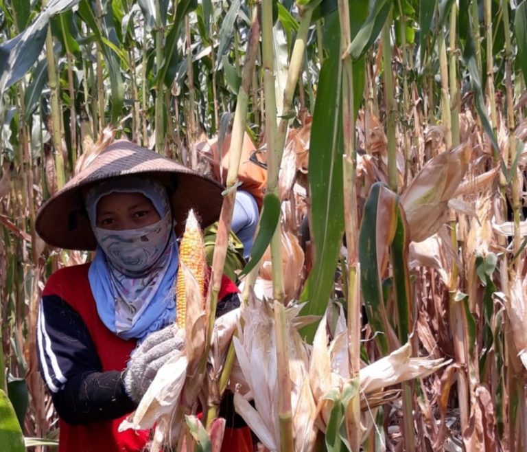 Stop Impor, Produksi Jagung di Jawa Timur Melimpah Ruah