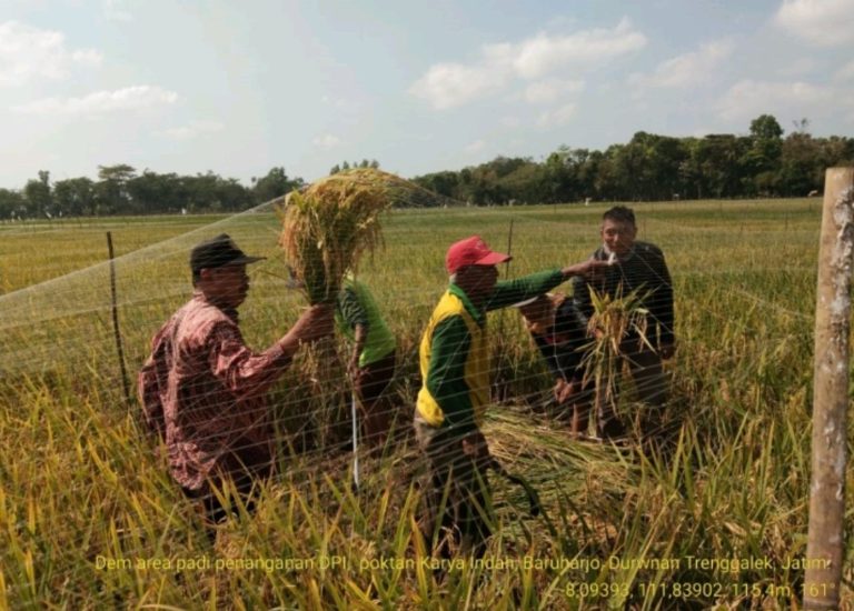 Dem Area PDPI Selamatkan Panen di Lahan Rawan