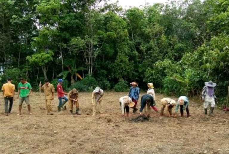 Kementan: Tanam Padi Tidak Harus di Sawah