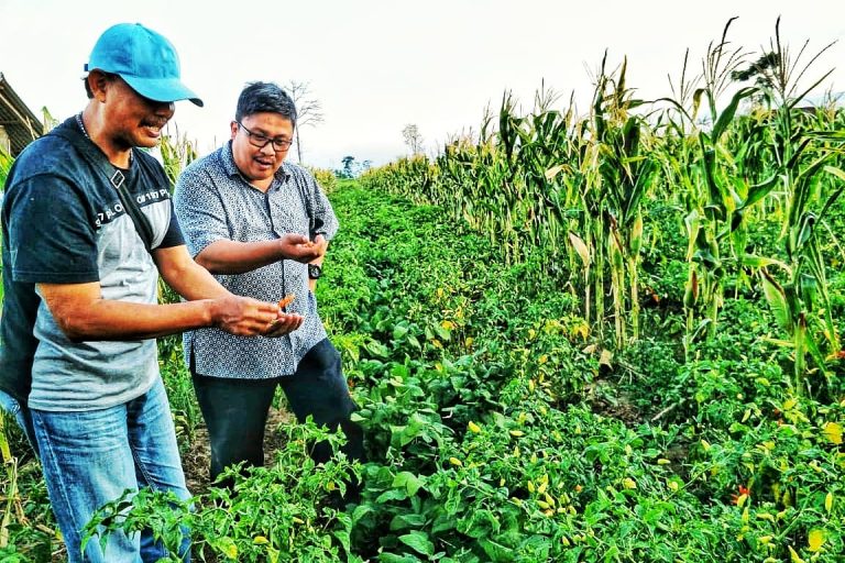 Banyuwangi siap amankan pasokan cabai ke Jakarta dan Bali hingga akhir tahun
