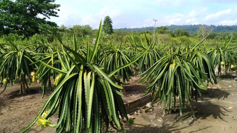 Buah Naga Kabupaten Keerom Papua Tinggi Peminat