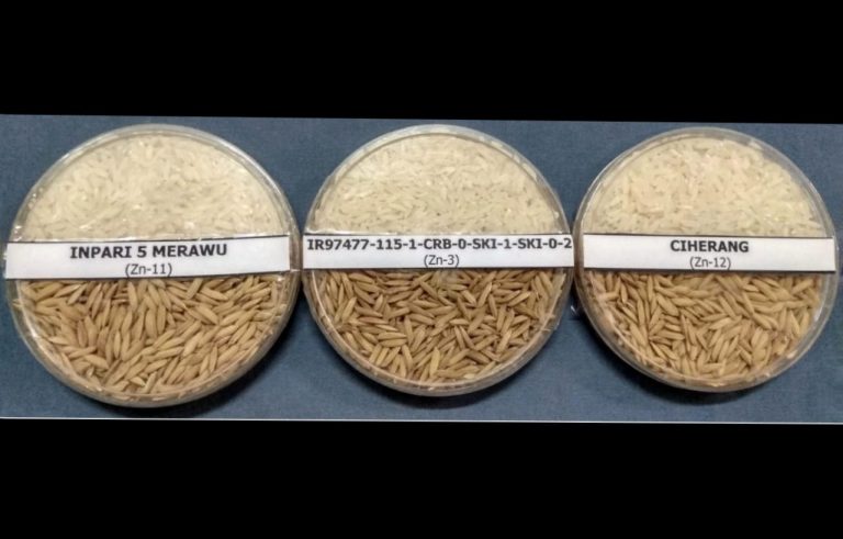 Kementan Siap Luncurkan Varietas Padi dengan Kandungan Zinc Tinggi