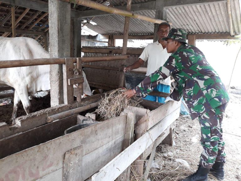 Dusun Temuwuh Cocok Untuk Beternak Sapi