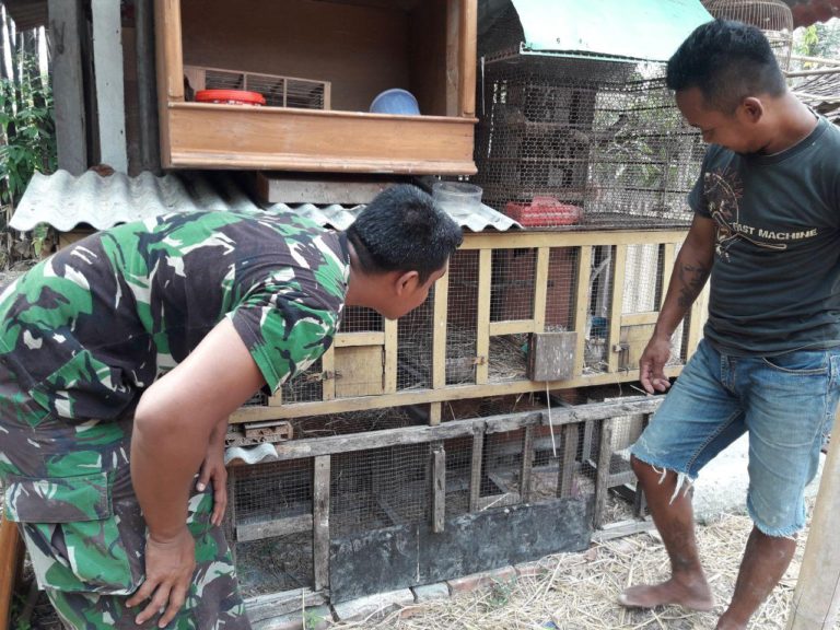 Sambil Menyelam Minum Air, Anggota Satgas TMMD Belajar Cara Beternak Burung Pada Warga