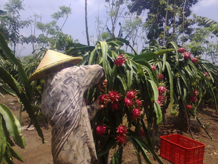 Buah Naga Banyuwangi Mulai Dilirik China Monitor