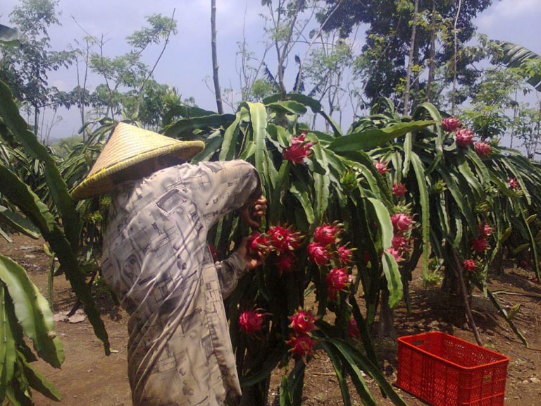 Buah Naga Banyuwangi mulai dilirik China