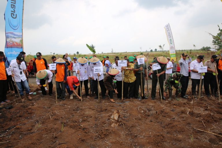 Kementan Lakukan Gerakan Tanam Jagung 1000 Hektar di Lebak
