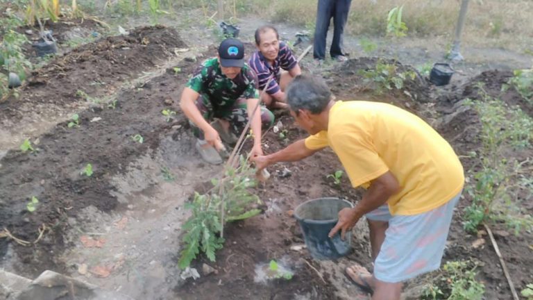 Satgas TMMD Kodim Sleman Dan Warga Bercocok Tanam Di Lahan Pekarangan rumah