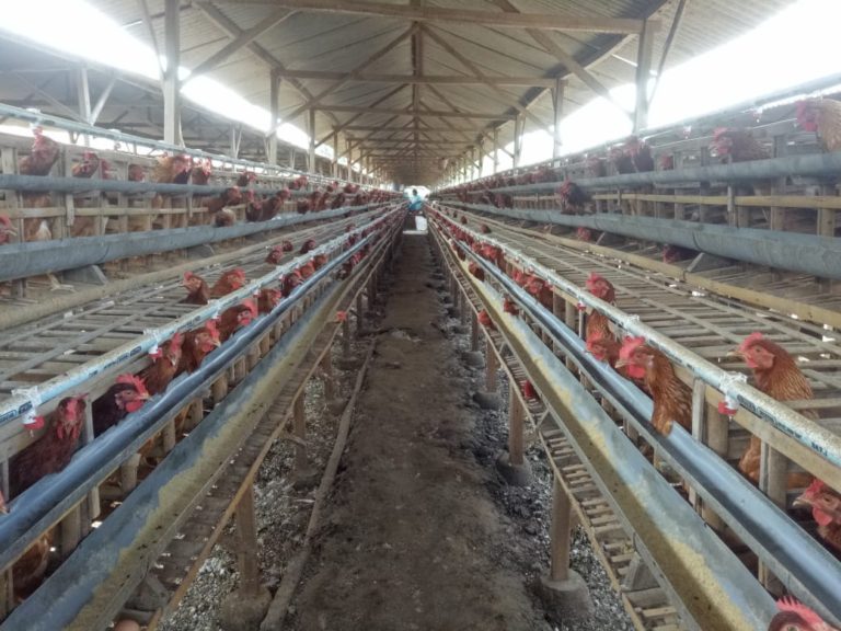 Kementan Luncurkan Vaksin Anti Flu Burung untuk Ayam Petelur