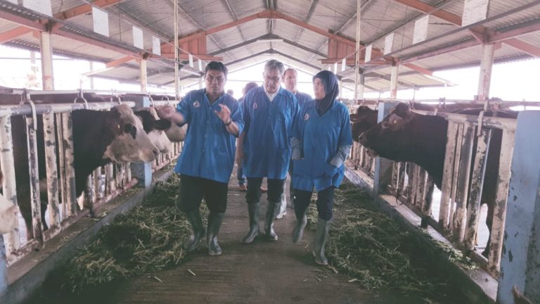 Dubes RI di Belgia Tengok Sapi Belgian Blue di Indonesia