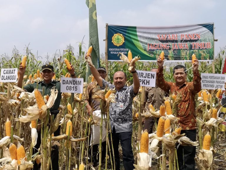 Panen Raya Jagung di Mojokerto, Petani Menikmati Harga yang Baik