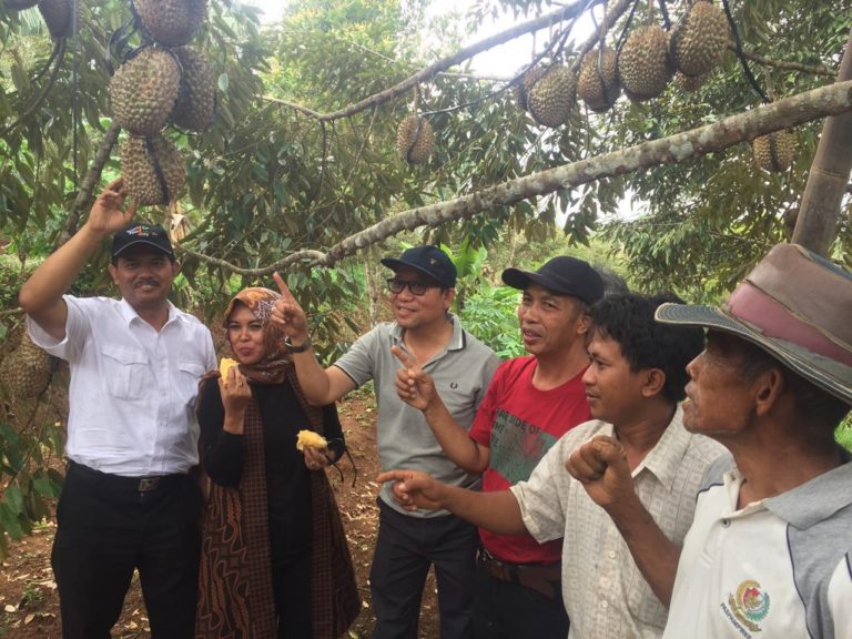 Pacu Daya Saing, Kementan-Banyumas Gelar Panen dan Kontes Durian Lokal