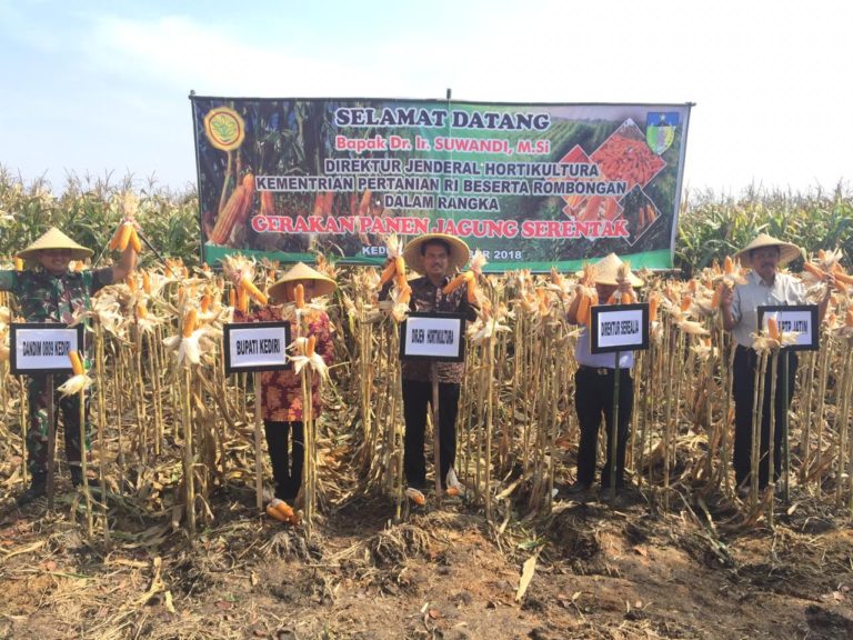 Produksi Jagung Pakan di Kediri Melimpah