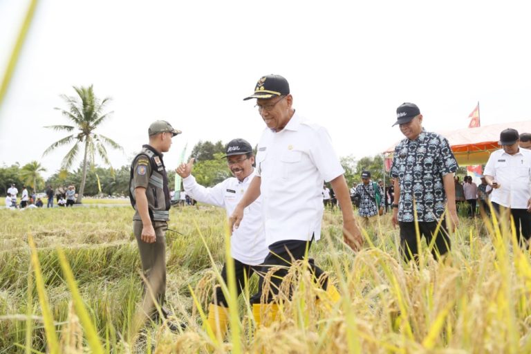 Terapkan Teknologi Rawa Pasang Surut Intensif, Panen Padi di Banyuasin Meningkat