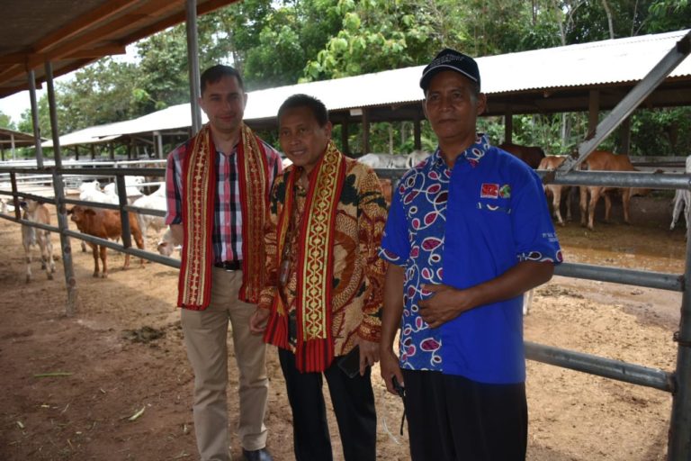 Berkat Upsus Siwab, Sebanyak 17.663 Ekor Sapi Lahir di Lampung Selatan