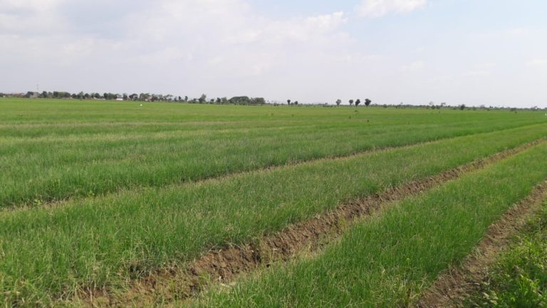 Panen Raya Desember, Demak Amankan Pasokan Bawang Merah untuk Natal dan Tahun Baru 2019