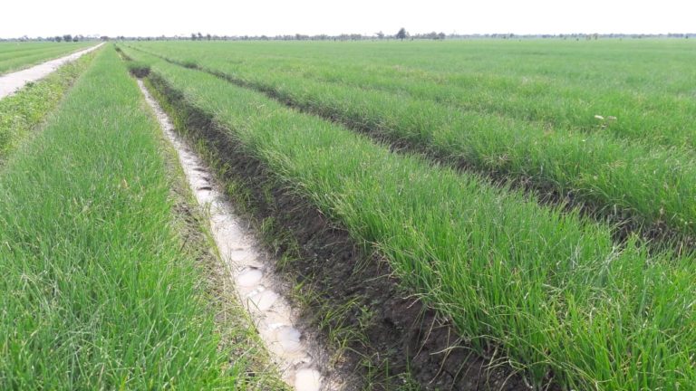 Demak Amankan Pasokan Bawang Merah Natal dan Tahun Baru 2019