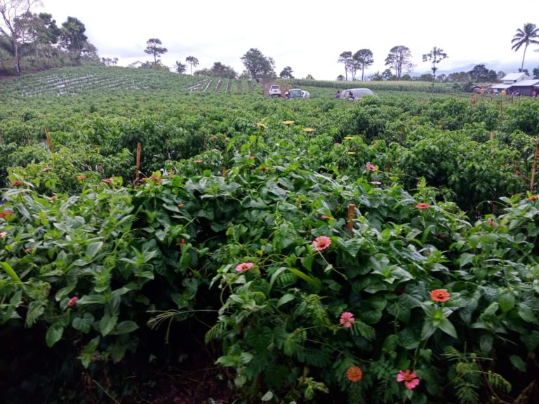 Kementan Terapkan Budidaya Ramah Lingkungan Sepanjang Kawasan Hortikultura 2019