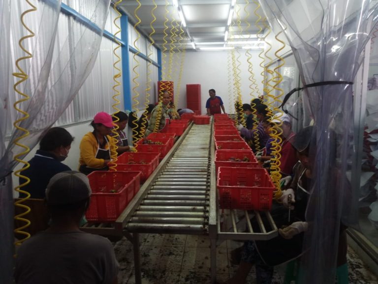 Izin Dipermudah, Eksportir Hortikultura Bergairah dan Berbenah