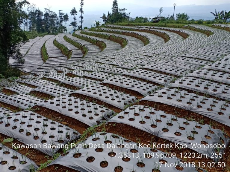Gunung Kembang Wonosobo Ditargetkan jadi Sentra Bawang Putih Nasional
