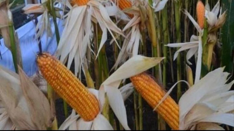 Penjelasan Kementan soal Pinjam Jagung Pakan ke Perusahaan Besar