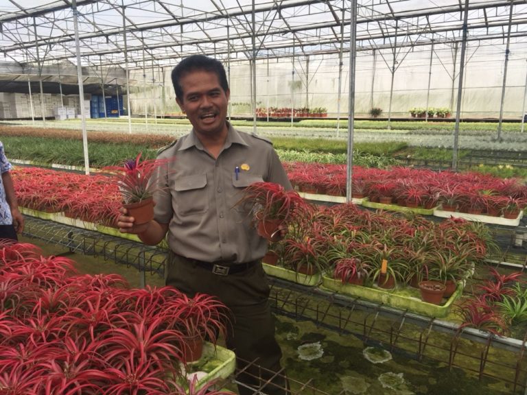 Dirjen Hortikultura Realisasikan Izin Ekspor Tanaman Hias 3 Jam