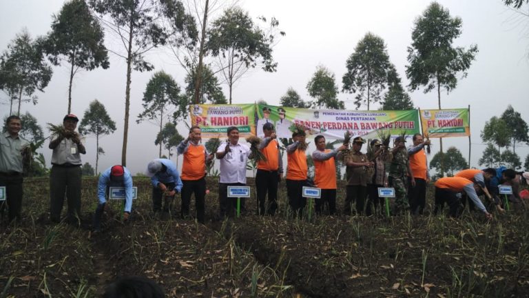 Panen dan Tanam Serentak, Lumajang siap jadi Lumbung Bawang Putih Baru