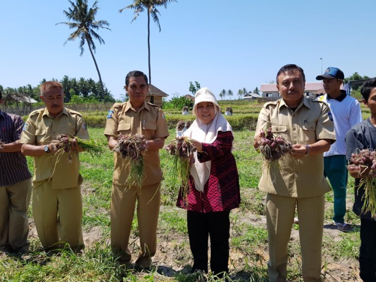 Kementan terus dorong pengembangan budidaya bawang merah ramah lingkungan