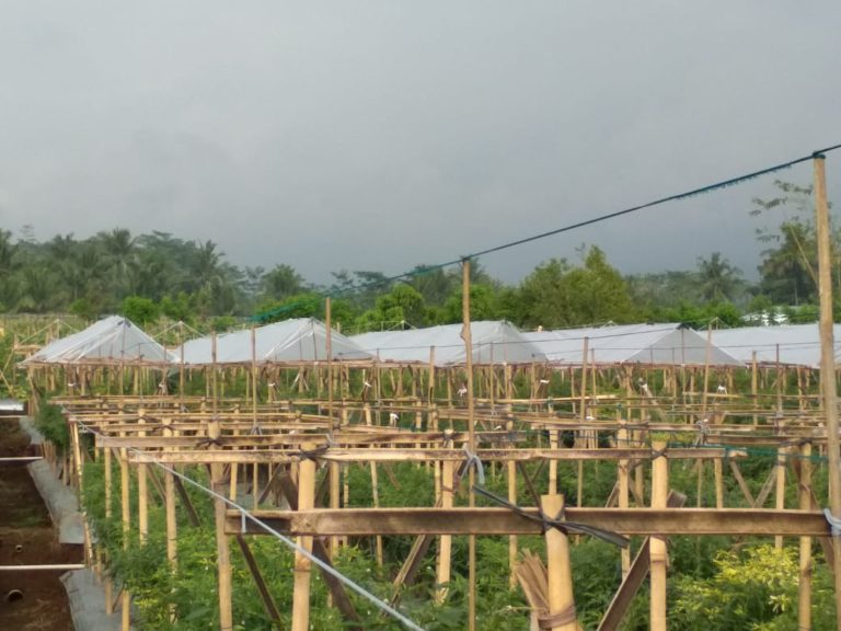 Hadapi Dampak Perubahan Iklim, Kementan Gunakan Jurus Adaptasi dan Mitigasi