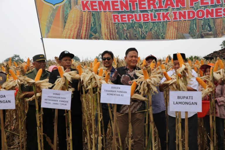 Kebijakan Mentan Soal Pembatasan Impor Jagung Bikin Ekonomi Petani Jagung Menggeliat