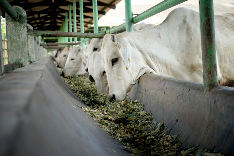 Kementan Salurkan 1.225 Ekor Sapi Brahman Cross Ke Peternak