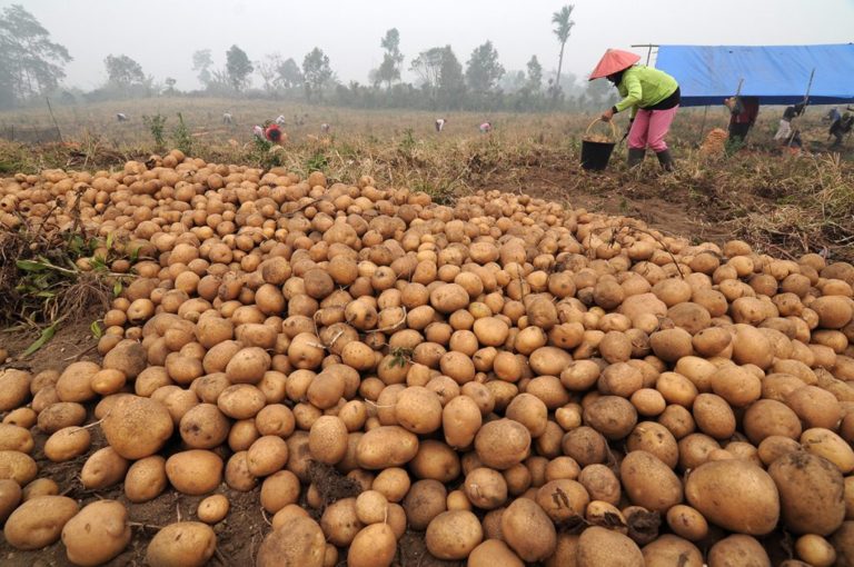 Swasembada Kentang Konsumsi 2018 Berhasil, Kementan Target Kentang Industri 2020