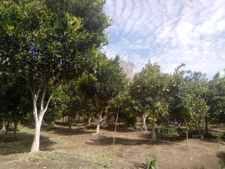 Kementan dan Pemda Garut kembangkan Agrowisata Jeruk