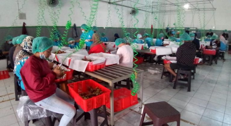 Kementerian Pertanian dukung penuh Pasar Ekspor Manggis