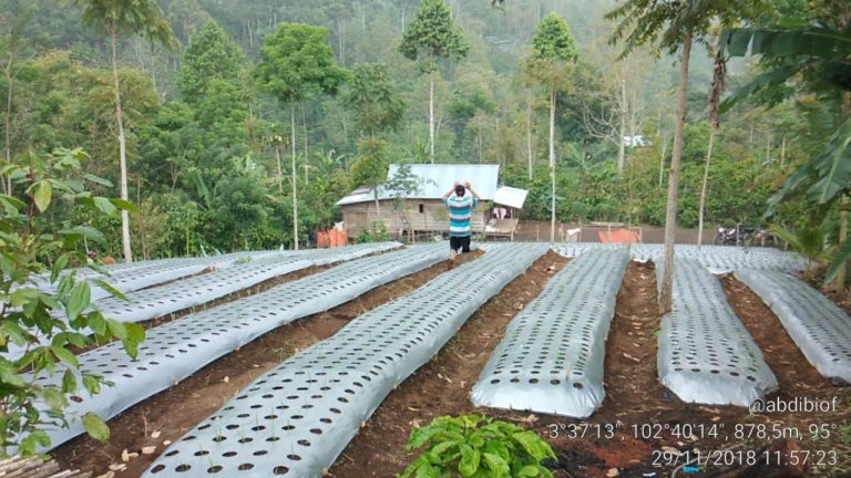Kementan Dorong Kepahiang Jadi Sentra Bawang Putih Nasional