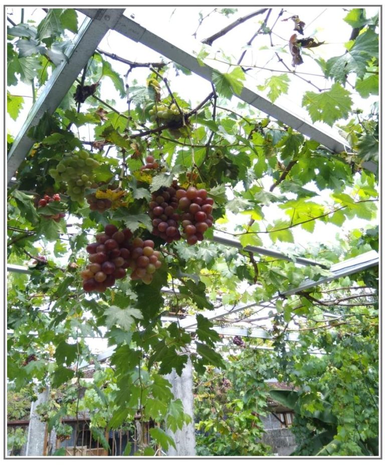 Asyiknya Petik Buah Sendiri di Kampung Anggur