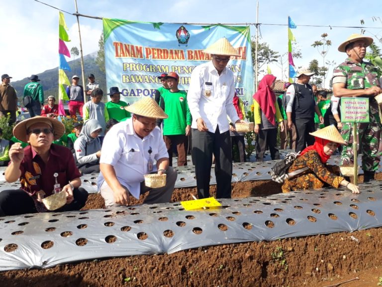 Tanam Perdana Bawang Putih APBN, Temanggung Kokohkan Diri Sebagai Pusat Benih Nasional