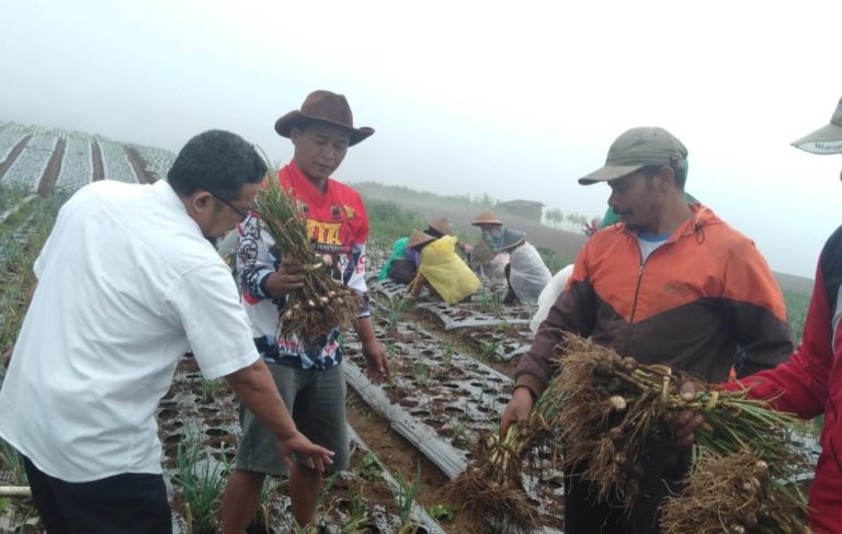 Sempat Kuatir Gagal, Petani Bawang Putih Magelang Senang Akhirnya Panen GBL Taiwan