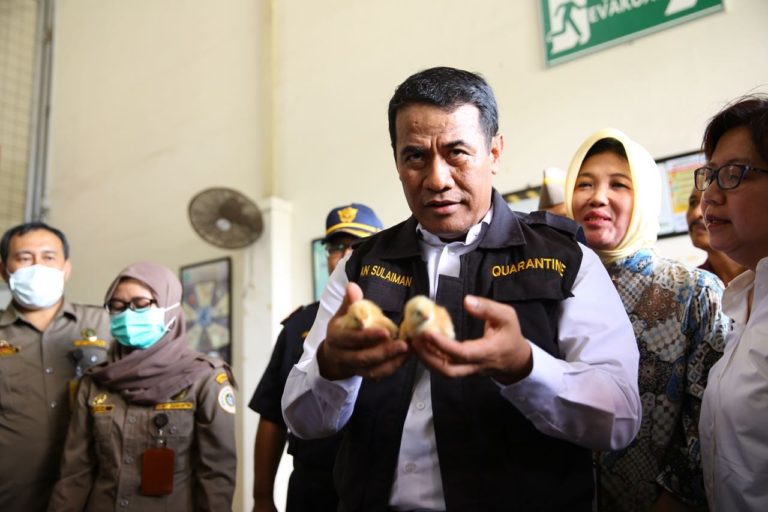 Kementan Catat Peningkatan Ekspor Anak Ayam ke Timor Leste