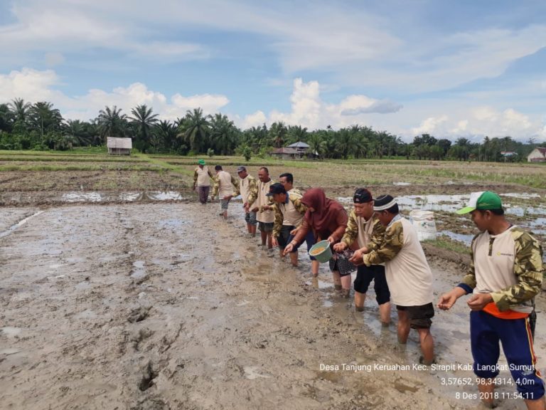Ditjen Tanaman Pangan Kembangkan Padi Varietas Tarabas di Sumatera Utara