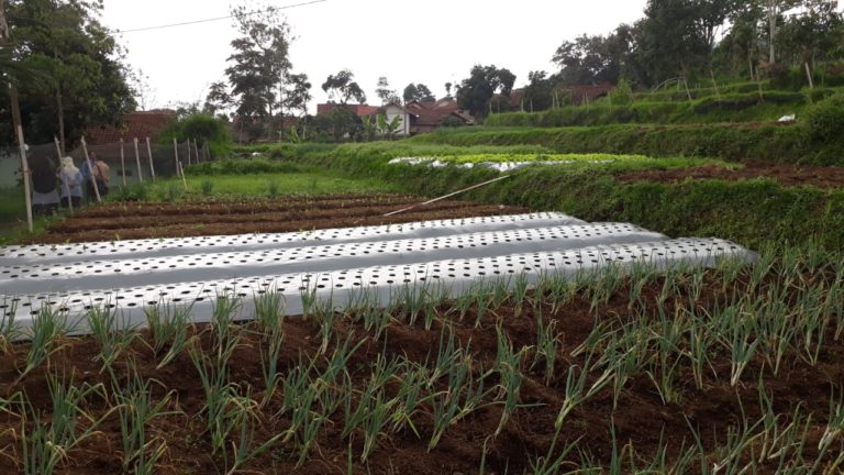 Kabupaten Bandung Produsen Sayuran Sehat
