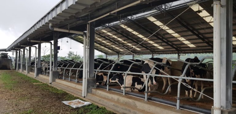 Desa Susu Akan Jadi Contoh Peternakan Sapi Perah Rakyat Modern