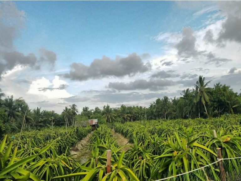 Pengembangan Buah Naga di Sambas Kalimantan Barat