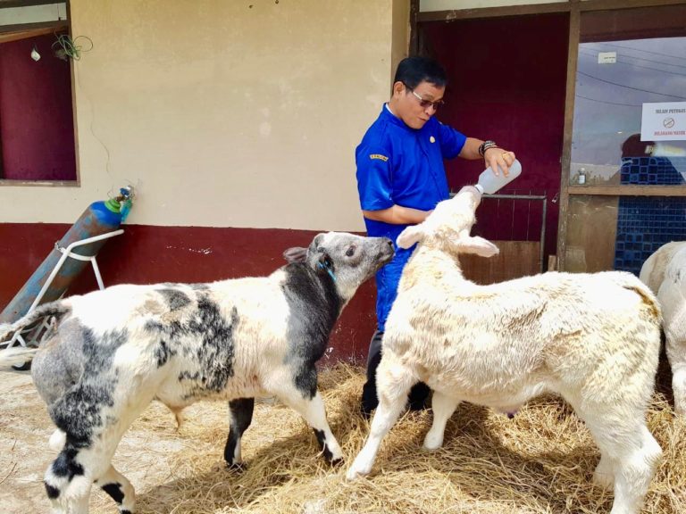 Menengok Sapi Belgian Blue di BBPTUHPT Baturraden