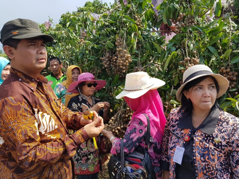 Jawa Tengah Jadi Sentra Produksi Lengkeng