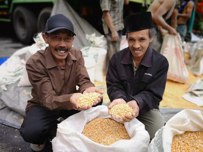 Kementan Apresiasi Kebijakan Impor 70 ribu ton Jagung Pakan