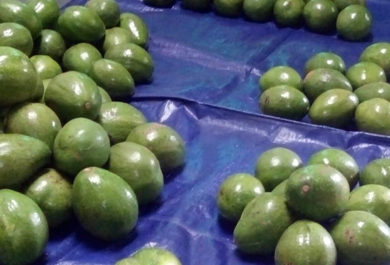 Wina, Alpukat Super Asli Semarang